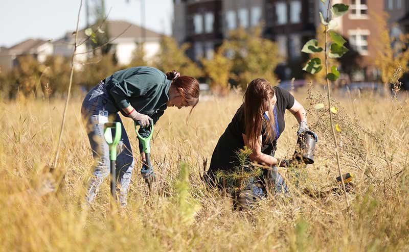 two persons planting trees in field