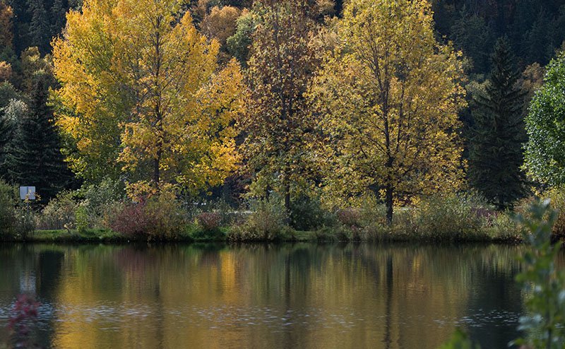 pond in autumn with tree