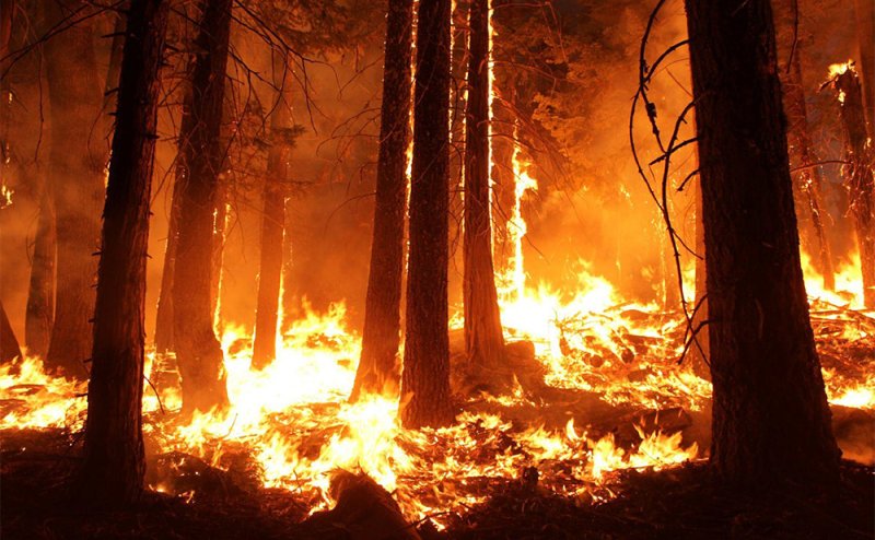 wildfire