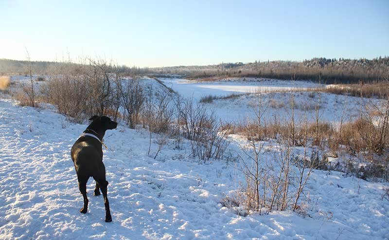 A dog off leash in a field during winter.