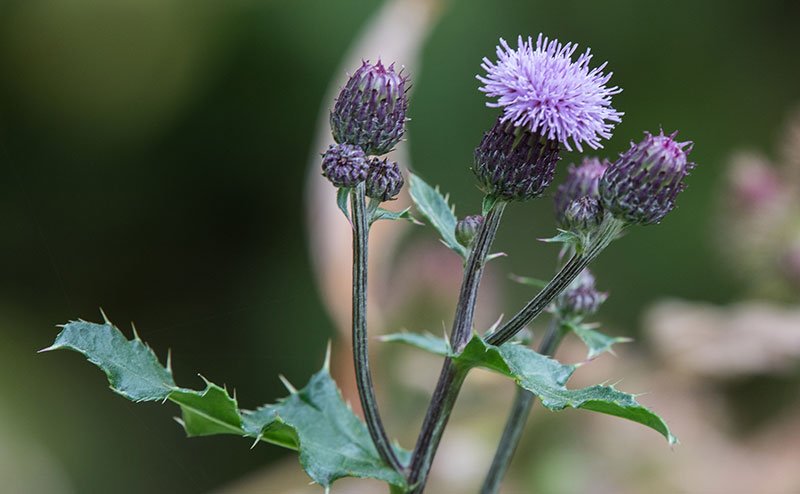close up of a Canada thistle