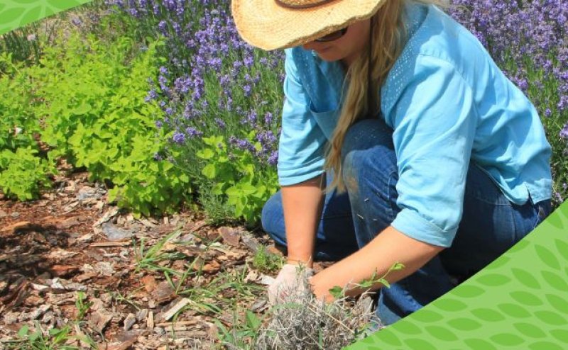 Volunteer with Partners in Parks