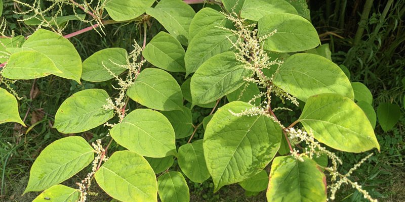 green tear drop leaves with fuzzy seeds on main stem