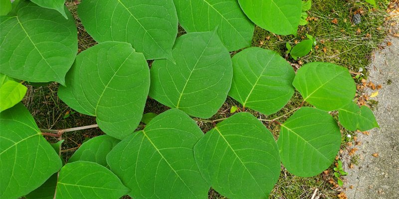 big green leaves on long stem