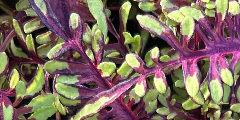 A green and purple plant