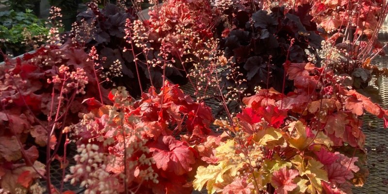Red plants