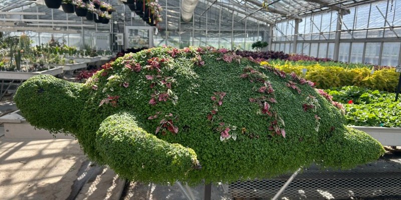 Green plant trimmed into the shape of a turtle, adorned with reddish flowers