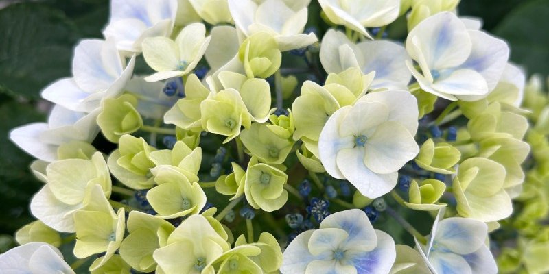 White and yellow flowers