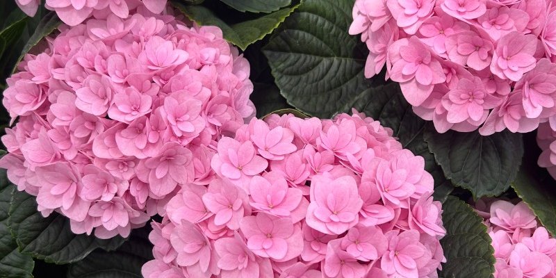 Pink flowers