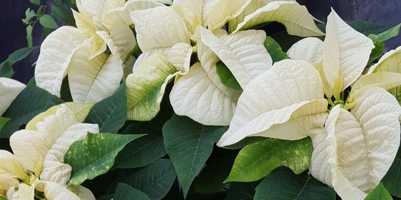 white poinsettias