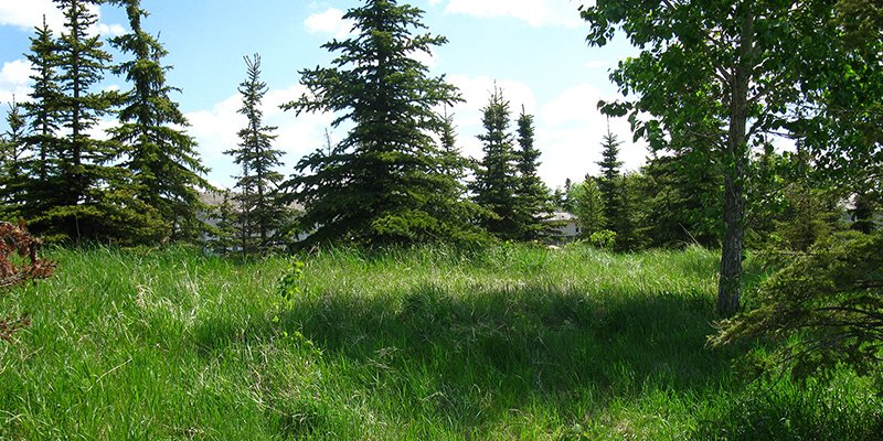 Naturalized Area