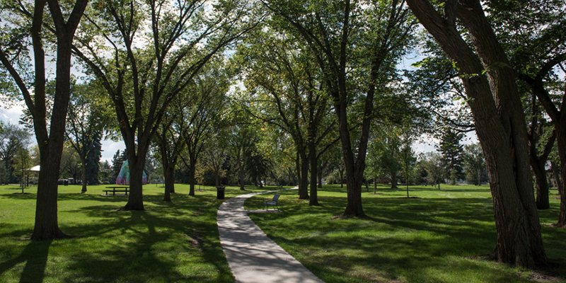 Open Space Trees 