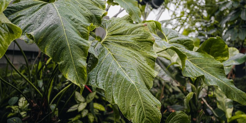 A plant with large wavy green leaves.