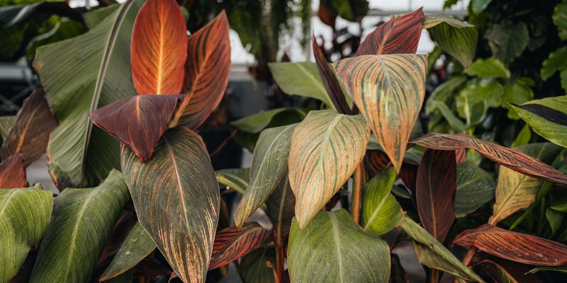 A plant with leaves which are green, yellow and brown.