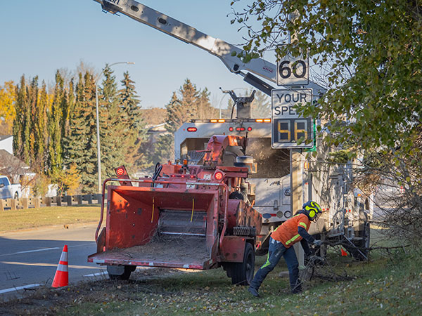 urban forestry crew removing tree debris